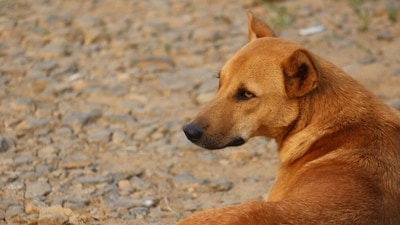 The shocking incident comes amid growing concern over stray dog attacks in Karnataka. (Pixabay/Representative) The shocking incident comes amid growing concern over stray dog attacks in Karnataka. (Pixabay/Representative)