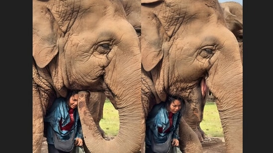 A touching clip showed an elephant lovingly nudging her caretaker with her trunk. (Instagram/elephantnaturepark)