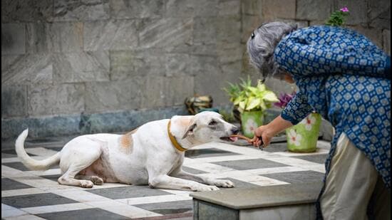 The Supreme Court has banned public feeding of dogs. (Sanchit Khanna/HT Photo)
