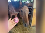 Haru Urara, the famous Japanese racehorse that lost 113 games, dies at 29. Haru Urara, the famous Japanese racehorse that lost 113 games, dies at 29.