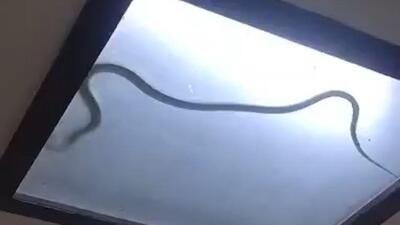 Forest department officials confirmed that the reptile had not yet been recovered, leaving the neighbourhood on edge, locals said. (HT Photo) Forest department officials confirmed that the reptile had not yet been recovered, leaving the neighbourhood on edge, locals said. (HT Photo)