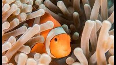 New designer clownfish project promises sustainable farming, income opportunities (Sourced)