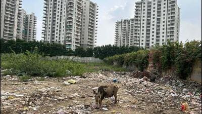 Stray cattle feeding on illegally dumped garbage in Surat Nagar 1 in Sector 104 extension. (Parveen Kumar/HT Photo) Stray cattle feeding on illegally dumped garbage in Surat Nagar 1 in Sector 104 extension. (Parveen Kumar/HT Photo)