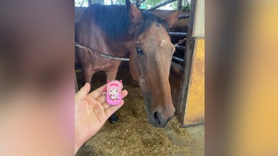 Haru Urara, the famous Japanese racehorse that lost 113 games, dies at 29. (X/@HARUURARA_mochi) Haru Urara, the famous Japanese racehorse that lost 113 games, dies at 29. (X/@HARUURARA_mochi)
