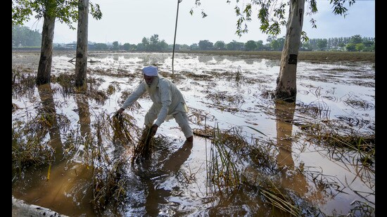 A farmer checks damaged crops at a flooded agricultural field in Amritsar’s Kot Gurbaksh village on Tuesday. (PTI)