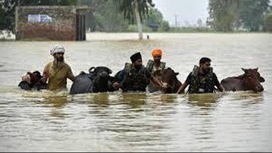 The floods have forced impossible choices, coaxing terrified buffaloes up to rooftops and waiting with them as the waters rose, or untying them so they could swim off to a drier spot and fend for themselves. (HT File)