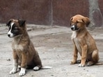The announcements were made after the meeting of the Animal Welfare Board at Delhi Secretariat on Wednesday. (AFP)