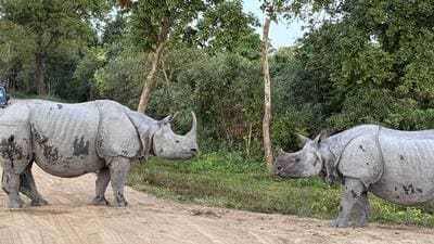 According to a 2022 census, KNPTR houses 2,613 one-horned rhinos. (@kaziranga_ | Official X account) According to a 2022 census, KNPTR houses 2,613 one-horned rhinos. (@kaziranga_ | Official X account)