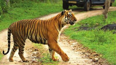 Achanakmar Tiger Reserve has the highest number of tigers in the state. (Chhattisgarh Tourism website)