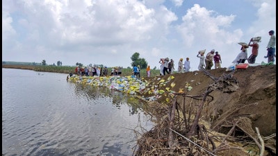 After days of devastation, the Sutlej is finally receding, bringing a measure of relief to flood-ravaged regions of Ferozepur and Fazilka. Over the past five days, water discharge from the Harike headworks has reduced by nearly 1.3 lakh cusecs — marking a significant turning point in the flood crisis. (PTI) After days of devastation, the Sutlej is finally receding, bringing a measure of relief to flood-ravaged regions of Ferozepur and Fazilka. Over the past five days, water discharge from the Harike headworks has reduced by nearly 1.3 lakh cusecs — marking a significant turning point in the flood crisis. (PTI)
