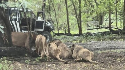 A pack of lions killed a zookeeper at Safari World Bangkok on September 10 (X/@Mr_Whathapened) A pack of lions killed a zookeeper at Safari World Bangkok on September 10 (X/@Mr_Whathapened)