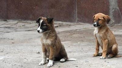 The announcements were made after the meeting of the Animal Welfare Board at Delhi Secretariat on Wednesday. (AFP) The announcements were made after the meeting of the Animal Welfare Board at Delhi Secretariat on Wednesday. (AFP)