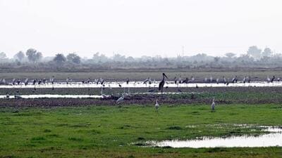 The assurance from UP government came on September 4, during a hearing on a plea filed by seasoned bird-watcher Anand Arya. NGT recorded that the state sought time to clarify whether it would forward the site’s proposal for Ramsar recognition to the Union environment ministry, provided the Yamuna Expressway Industrial Development Authority (Yeida) raised no objections. (HT Archives) The assurance from UP government came on September 4, during a hearing on a plea filed by seasoned bird-watcher Anand Arya. NGT recorded that the state sought time to clarify whether it would forward the site’s proposal for Ramsar recognition to the Union environment ministry, provided the Yamuna Expressway Industrial Development Authority (Yeida) raised no objections. (HT Archives)