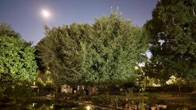 Tonight is a rare exception. The plaza’s solitariness has been somewhat compromised—by the intrusion of the brilliantly white moon. (HT)