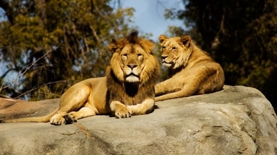 A pack of lions mauled a zookeeper to death in a Bangkok zoo (Representational image) A pack of lions mauled a zookeeper to death in a Bangkok zoo (Representational image)