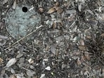 Players have to look for a concealed toad in the optical illusion among dried foliage. Players have to look for a concealed toad in the optical illusion among dried foliage.