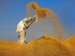 This year, procurement agencies are expected to purchase around 2.01 lakh metric tonnes of paddy in the district. (HT Photo for representation) This year, procurement agencies are expected to purchase around 2.01 lakh metric tonnes of paddy in the district. (HT Photo for representation)