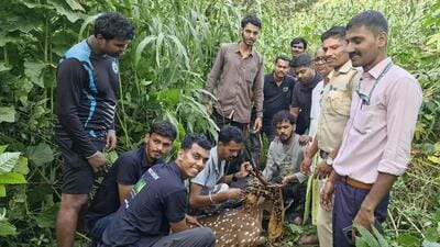 Spotted deer rescued from Powai IT park, safely returned to Sanjay Gandhi National Park Spotted deer rescued from Powai IT park, safely returned to Sanjay Gandhi National Park