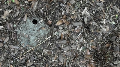 Players have to look for a concealed toad in the optical illusion among dried foliage. (Reddit) Players have to look for a concealed toad in the optical illusion among dried foliage. (Reddit)