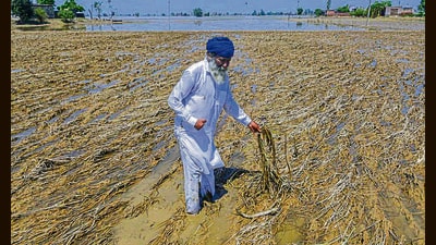 A farmer shows damaged paddy crop at a field after floodwater receded, at Baupur village in Kapurthala district of Punjab on Thursday. (PTI) A farmer shows damaged paddy crop at a field after floodwater receded, at Baupur village in Kapurthala district of Punjab on Thursday. (PTI)