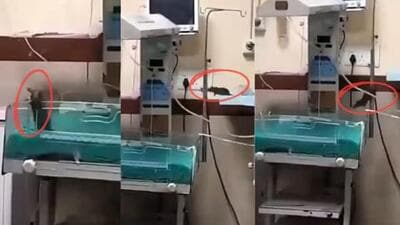 One baby died on Tuesday morning, while the second passed away around 1 pm on Wednesday.(Screengrab from X/@medicaldialogs) (FILE) One baby died on Tuesday morning, while the second passed away around 1 pm on Wednesday.(Screengrab from X/@medicaldialogs) (FILE)