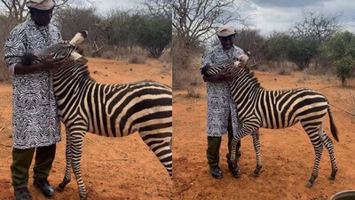 An adorable video of orphaned zebra Bombi has gone viral on Instagram. (@sheldricktrust/Instagram) An adorable video of orphaned zebra Bombi has gone viral on Instagram. (@sheldricktrust/Instagram)