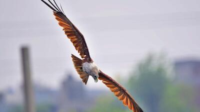 The senior official said that five Brahminy kites were brought around eight too nine years ago from the Thiruvananthapuram Zoo. (HT Photo) The senior official said that five Brahminy kites were brought around eight too nine years ago from the Thiruvananthapuram Zoo. (HT Photo)