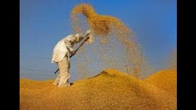 This year, procurement agencies are expected to purchase around 2.01 lakh metric tonnes of paddy in the district. (HT Photo for representation)
