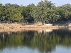 A view of Basai Pond in Gurugram on Friday. (Parveen Kumar/HT)