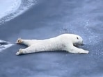 A resurfaced video showed a polar bear sliding on ice to stay safe.
