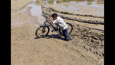 A child drags his bicycle through the paddy field after the floodwaters receded, in Jalandhar on Friday. (ANI)