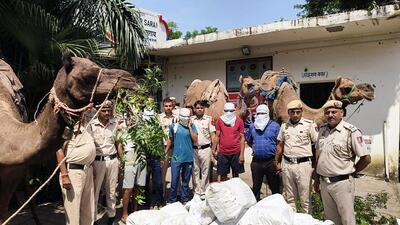 Bootleggers used three camels bought from Alwar to ferry liquor through a forest corridor, evading checkpoints until cops intercepted the bizarre midnight caravan. (ANI) Bootleggers used three camels bought from Alwar to ferry liquor through a forest corridor, evading checkpoints until cops intercepted the bizarre midnight caravan. (ANI)