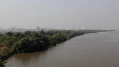 In respect of the 70 mangroves to be cut, the respondents were obligated to plant 370 mangrove saplings. (HT Photo)