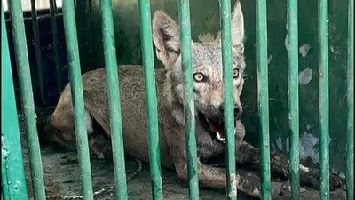Six wolves were captured after a spate of wild animal attacks were reported in Mahsi between July and September last year. (File) Six wolves were captured after a spate of wild animal attacks were reported in Mahsi between July and September last year. (File)