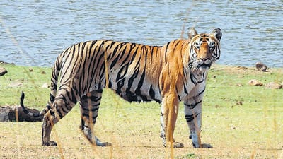 The aim is to curb territorial fights between the big cats, some of them fatal, and their attacks on humans. The aim is to curb territorial fights between the big cats, some of them fatal, and their attacks on humans.