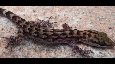 The newly discovered bent-toed gecko. The newly discovered bent-toed gecko.