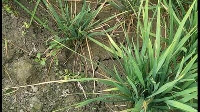 The southern rice black-streaked dwarf virus (SRBSDV) has been detected in several paddy-growing pockets of Himachal Pradesh’s Kangra and Sirmaur districts, raising concern among farmers and agriculture experts. (HT File) The southern rice black-streaked dwarf virus (SRBSDV) has been detected in several paddy-growing pockets of Himachal Pradesh’s Kangra and Sirmaur districts, raising concern among farmers and agriculture experts. (HT File)
