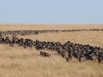 A herd of wildebeest in the Masai Mara, Kenya. This animal’s migrations, arguably among the world’s most dramatic, have been disrupted by roads, railways, oil and gas pipelines, housing, and fences to protect agriculture and livestock. The result: only three populations follow their traditional migration routes. This, in turn, has led to wildfires, altered landscapes and, as prey dwindles for major predators, even a higher incidence of giraffe-calf death. (Adobe Stock) A herd of wildebeest in the Masai Mara, Kenya. This animal’s migrations, arguably among the world’s most dramatic, have been disrupted by roads, railways, oil and gas pipelines, housing, and fences to protect agriculture and livestock. The result: only three populations follow their traditional migration routes. This, in turn, has led to wildfires, altered landscapes and, as prey dwindles for major predators, even a higher incidence of giraffe-calf death. (Adobe Stock)