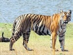 The aim is to curb territorial fights between the big cats, some of them fatal, and their attacks on humans.