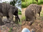 A baby elephant tried to sit on a caretaker’s lap, returning playfully with trunk cuddles, leaving viewers charmed by the adorable scene. 