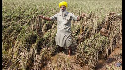 A farmer shows damaged paddy crop at a field after floodwater receded, at Dudhan Gujran village in Patiala district on Saturday. (PTI) A farmer shows damaged paddy crop at a field after floodwater receded, at Dudhan Gujran village in Patiala district on Saturday. (PTI)