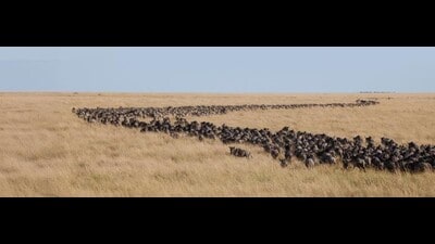 A herd of wildebeest in the Masai Mara, Kenya. This animal’s migrations, arguably among the world’s most dramatic, have been disrupted by roads, railways, oil and gas pipelines, housing, and fences to protect agriculture and livestock. The result: only three populations follow their traditional migration routes. This, in turn, has led to wildfires, altered landscapes and, as prey dwindles for major predators, even a higher incidence of giraffe-calf death. (Adobe Stock) A herd of wildebeest in the Masai Mara, Kenya. This animal’s migrations, arguably among the world’s most dramatic, have been disrupted by roads, railways, oil and gas pipelines, housing, and fences to protect agriculture and livestock. The result: only three populations follow their traditional migration routes. This, in turn, has led to wildfires, altered landscapes and, as prey dwindles for major predators, even a higher incidence of giraffe-calf death. (Adobe Stock)