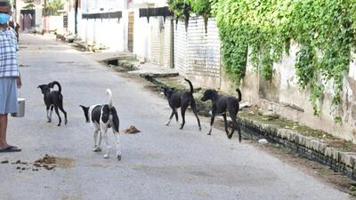 As per the new guidelines, whenever a stray dog bites someone, and the victim receives treatment in a government hospital along with anti-rabies vaccination, the concerned dog will be kept in the ABC Centre for 10 days. (FILE PHOTO) As per the new guidelines, whenever a stray dog bites someone, and the victim receives treatment in a government hospital along with anti-rabies vaccination, the concerned dog will be kept in the ABC Centre for 10 days. (FILE PHOTO)