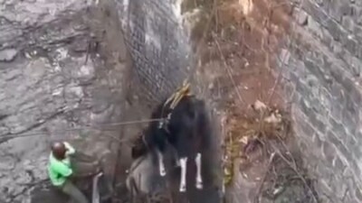 A juvenile gaur was rescued from a waterbody by forest staff, and an IAS officer posted the video online, which quickly won hearts. (X/@supriyasahuias) A juvenile gaur was rescued from a waterbody by forest staff, and an IAS officer posted the video online, which quickly won hearts. (X/@supriyasahuias)