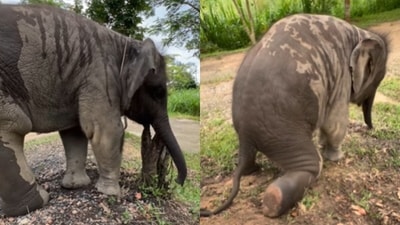 A baby elephant tried to sit on a caretaker’s lap, returning playfully with trunk cuddles, leaving viewers charmed by the adorable scene. (Instagram/ttxxystory) A baby elephant tried to sit on a caretaker’s lap, returning playfully with trunk cuddles, leaving viewers charmed by the adorable scene. (Instagram/ttxxystory)