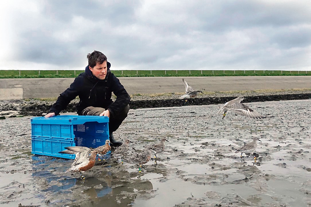 Thomas K Lameris at work in the field. Shorebirds such as the red knot are also feeling the impact of the early Spring. (Image: Rob Buiter) Thomas K Lameris at work in the field. Shorebirds such as the red knot are also feeling the impact of the early Spring. (Image: Rob Buiter)