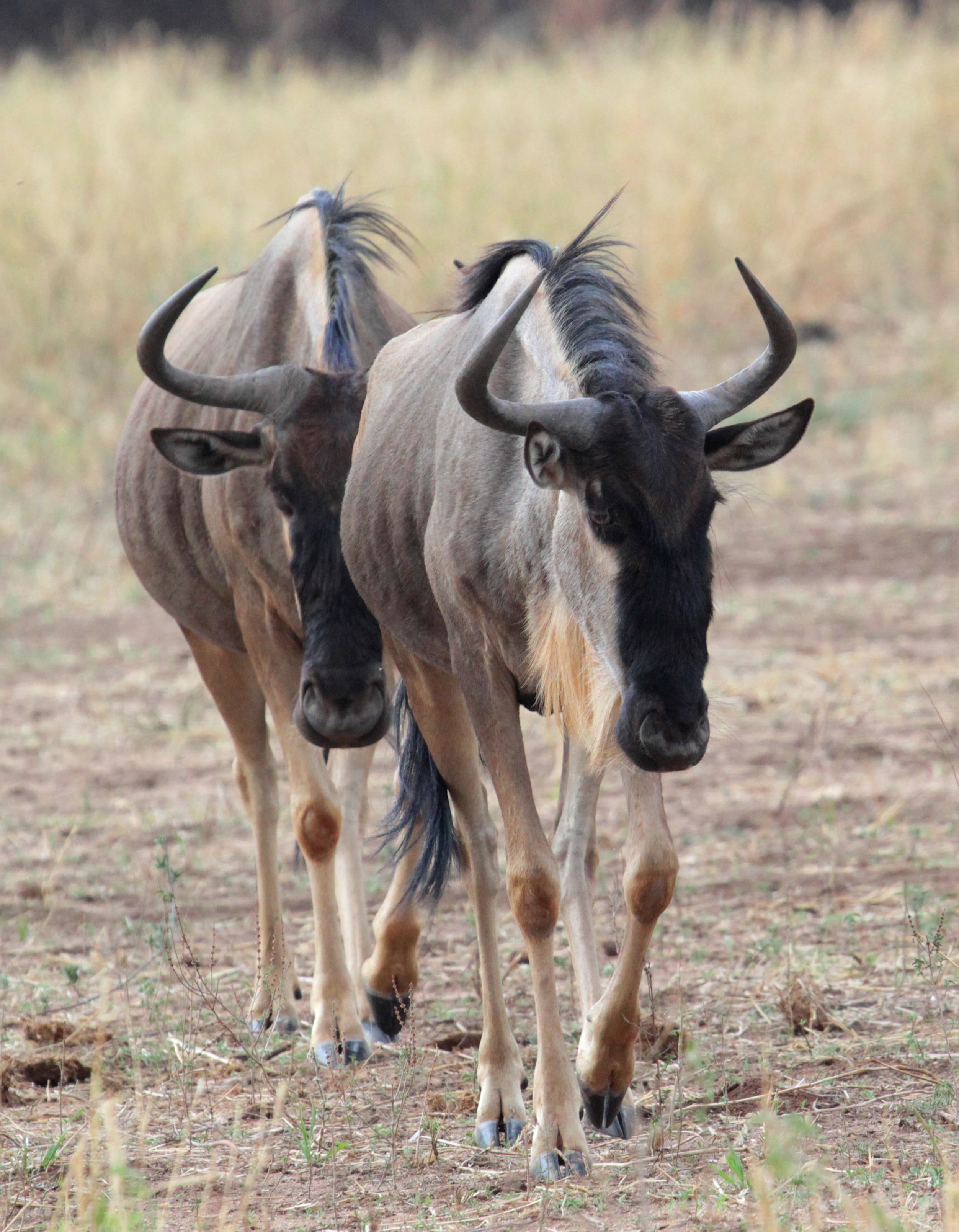 (Photo: Wild Nature Institute) (Photo: Wild Nature Institute)