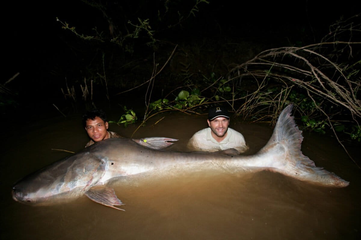 A Mekong giant catfish being rescued in 2007. These fish can live to the age of 60, grow to 10 ft long and weigh up to 300 kg. They play a vital role in keeping the river healthy, by munching on algae and detritus on the riverbed. But it is an elusive giant, making tracking, monitoring and conservation efforts more complicated. Under threat from dams and overfishing, the Mekong giant catfish was declared critically endangered by IUCN (the International Union for Conservation of Nature) in 2003. (Photo: Zeb Hogan with Wonders of the Mekong) A Mekong giant catfish being rescued in 2007. These fish can live to the age of 60, grow to 10 ft long and weigh up to 300 kg. They play a vital role in keeping the river healthy, by munching on algae and detritus on the riverbed. But it is an elusive giant, making tracking, monitoring and conservation efforts more complicated. Under threat from dams and overfishing, the Mekong giant catfish was declared critically endangered by IUCN (the International Union for Conservation of Nature) in 2003. (Photo: Zeb Hogan with Wonders of the Mekong)