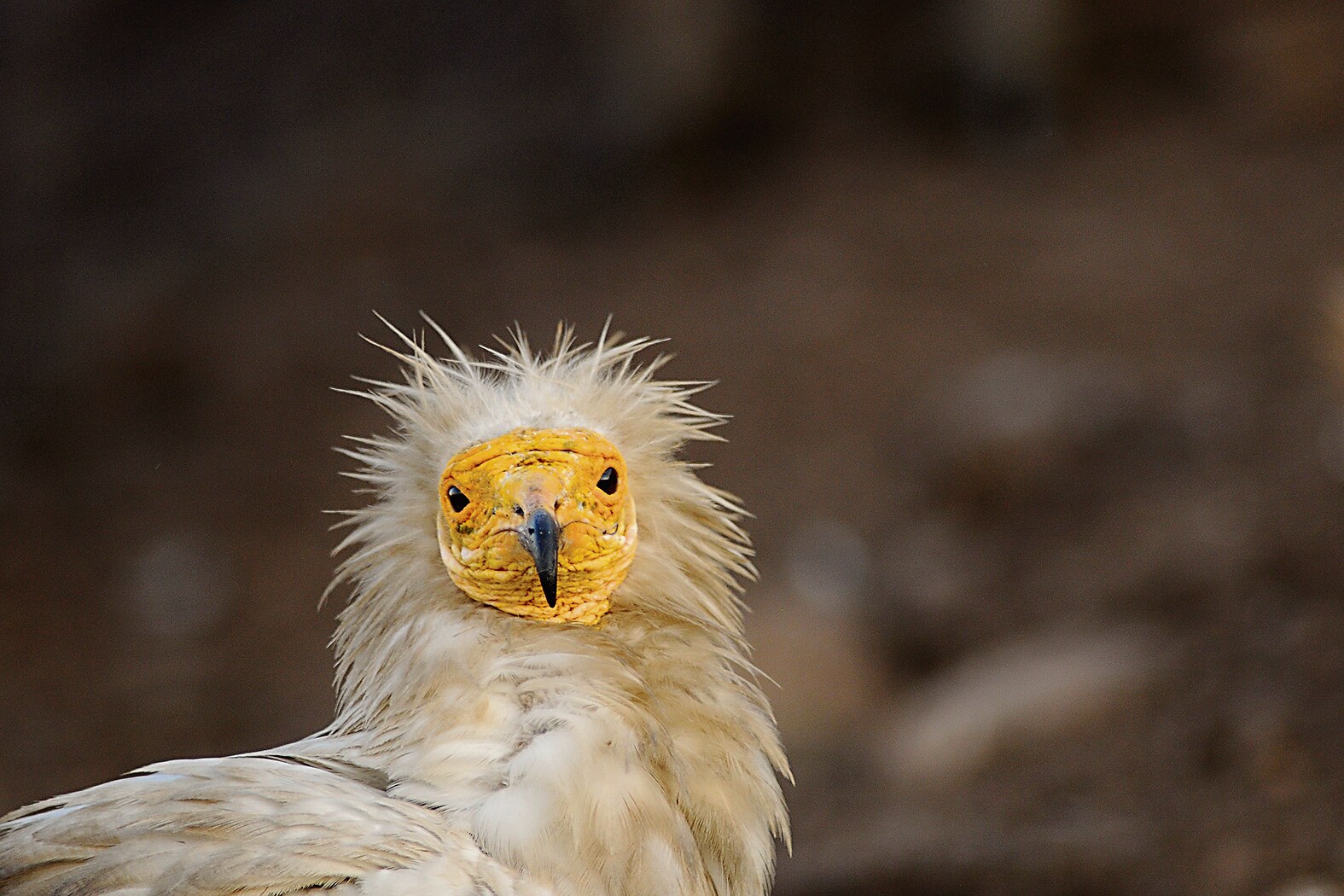 According to the Zurich-based Vulture Conservation Foundation, there has been a 80% decline in Egyptian vulture numbers in the Balkan Peninsula, with number of adult pairs going from 600 in the 1980s to 60 pairs in 2019. There are only about 4,000 individuals overall left in Europe. (Photo: Bruno Berthemy, VCF) According to the Zurich-based Vulture Conservation Foundation, there has been a 80% decline in Egyptian vulture numbers in the Balkan Peninsula, with number of adult pairs going from 600 in the 1980s to 60 pairs in 2019. There are only about 4,000 individuals overall left in Europe. (Photo: Bruno Berthemy, VCF)