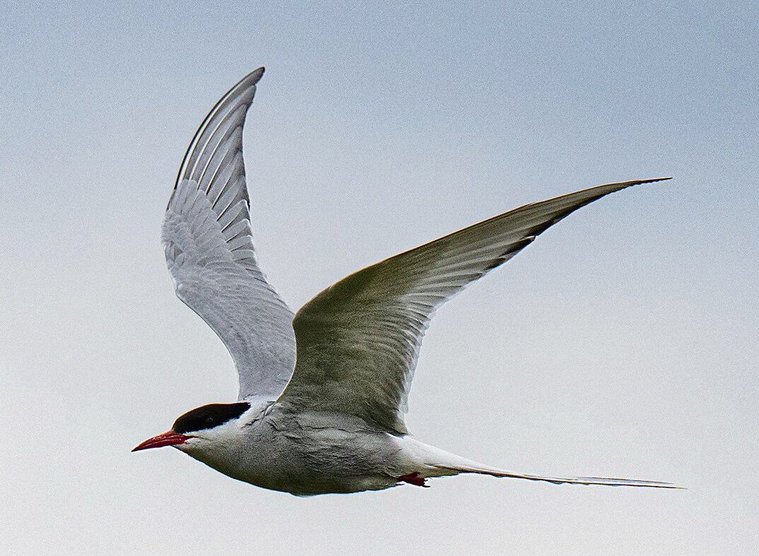The Arctic tern flies all the way from Antarctica, to breed near the North Pole. (Adobe Stock) The Arctic tern flies all the way from Antarctica, to breed near the North Pole. (Adobe Stock)